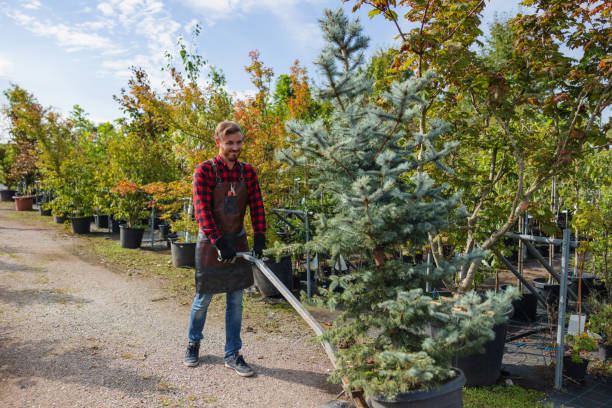 How Our Tree Care Process Works  in  Geneva, IL